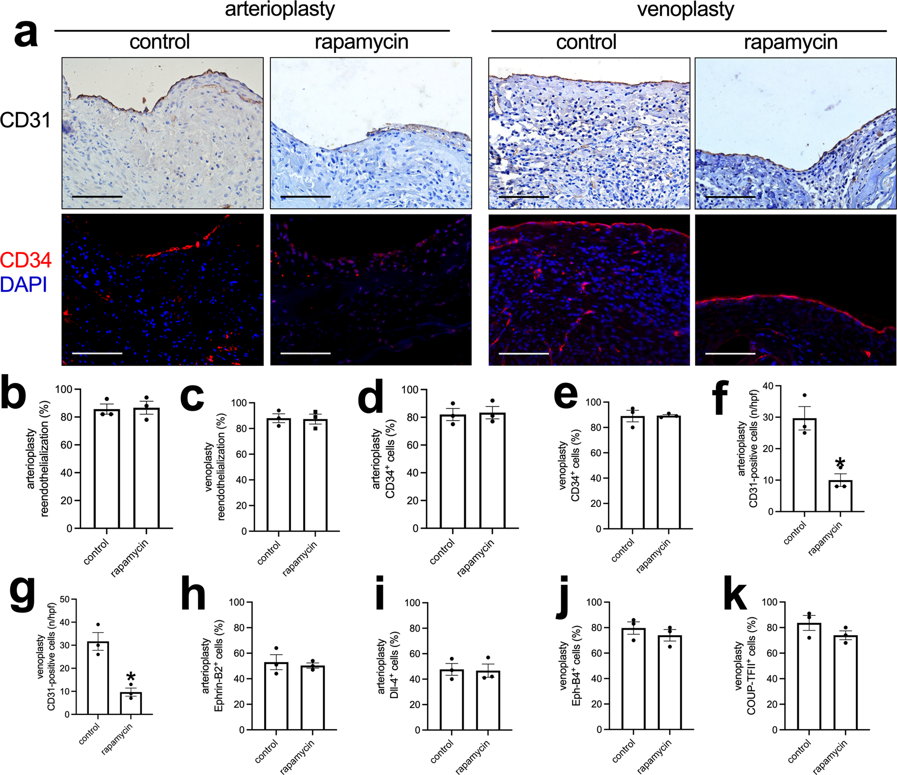 Fig. 4: Endothelial cell identity in the control or rapamycin-coated patches harvested from aorta arterioplasty or IVC venoplasty, day 14.