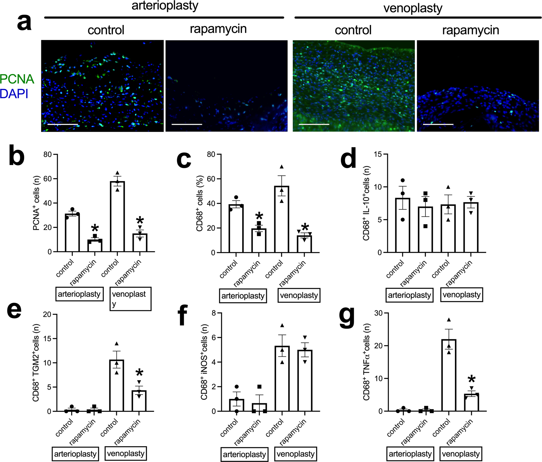 Fig. 5: Neointimal cell proliferation and macrophage identity in the control or rapamycin-coated patches harvested from aorta arterioplasty or IVC venoplasty, day 14.