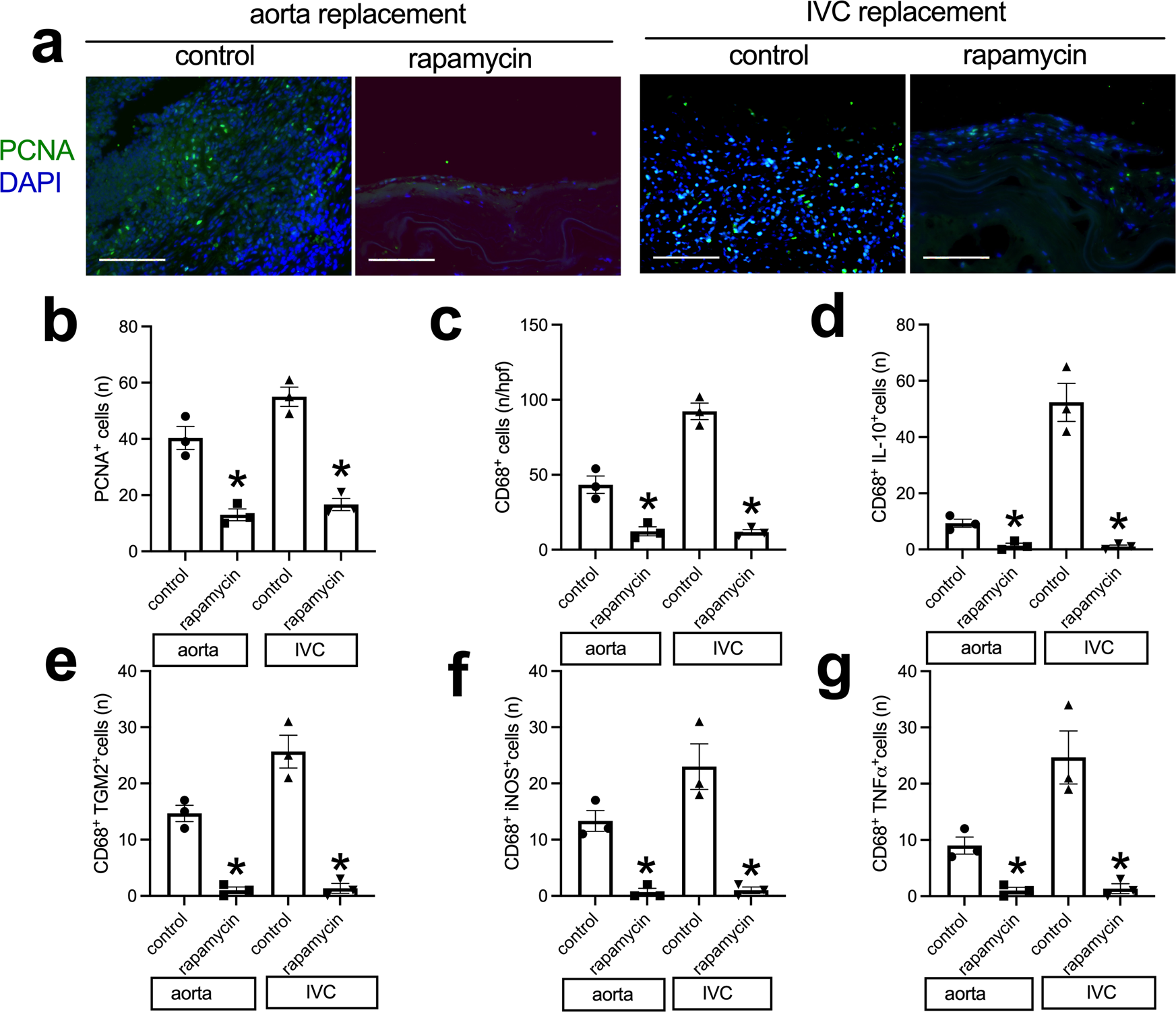 Fig. 8: Neointimal cell proliferation and macrophage plastic in the control or rapamycin-coated tube grafts harvested from aorta or IVC, day 14.