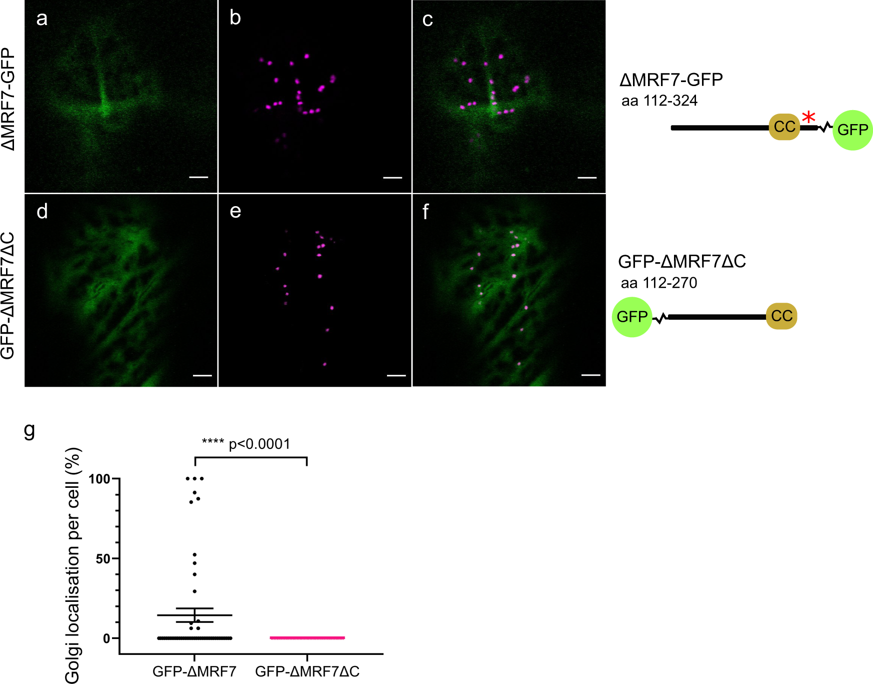 Fig. 3: MRF7 C-terminal region affects Golgi localisation.
