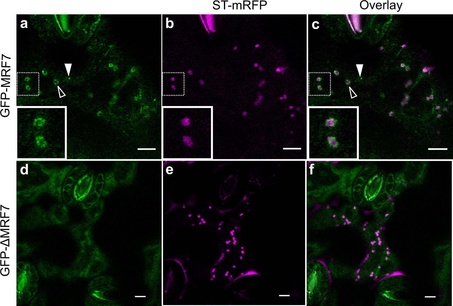 Fig. 4: Localisation of GFP-MRF7 and GFP-ΔMRF7 in A. thaliana is consistent with that observed in tobacco.