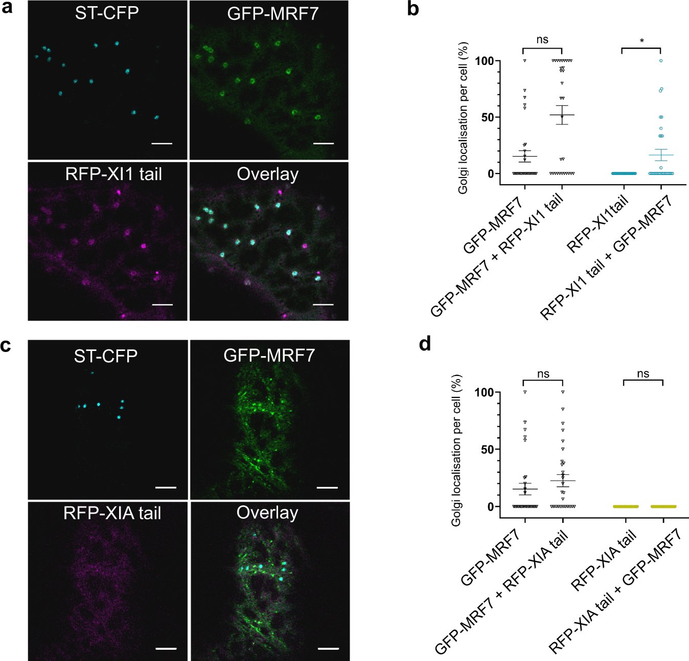 Fig. 7: Effects of GFP-MRF7 expression on myosin XI-1 and XI-A tails localisation.