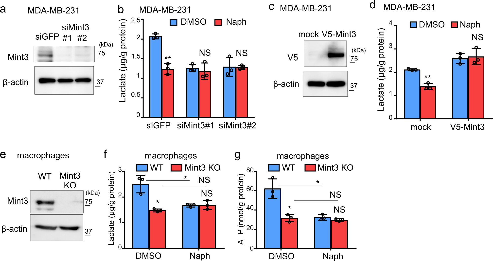 Fig. 3: Naphthofluorescein attenuates Mint3-mediated glycolysis in MDA-MB-231 cells and macrophages.