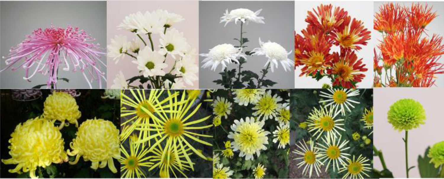 The History of Chrysanthemums