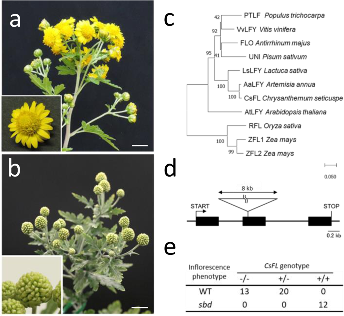 Fig. 3: SHIBORIDAMA is the LEAFY ortholog in C. seticuspe.
