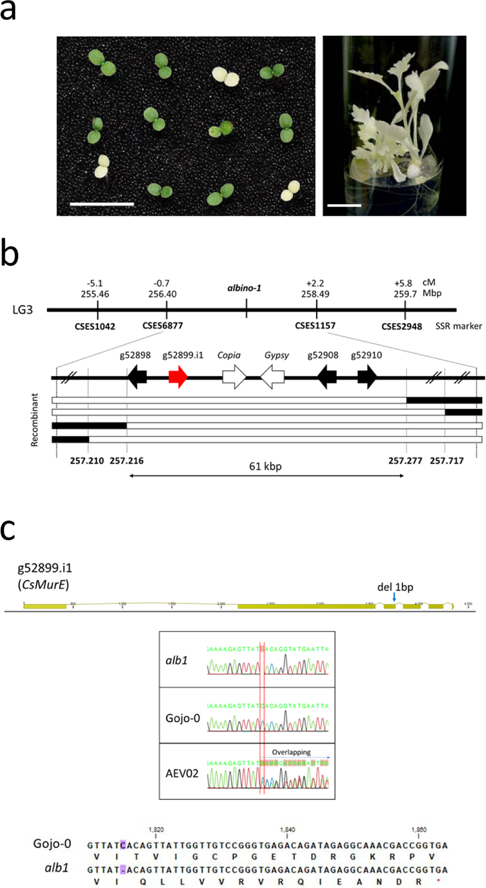 Fig. 5: Positional cloning of ALB1 in C. seticuspe.