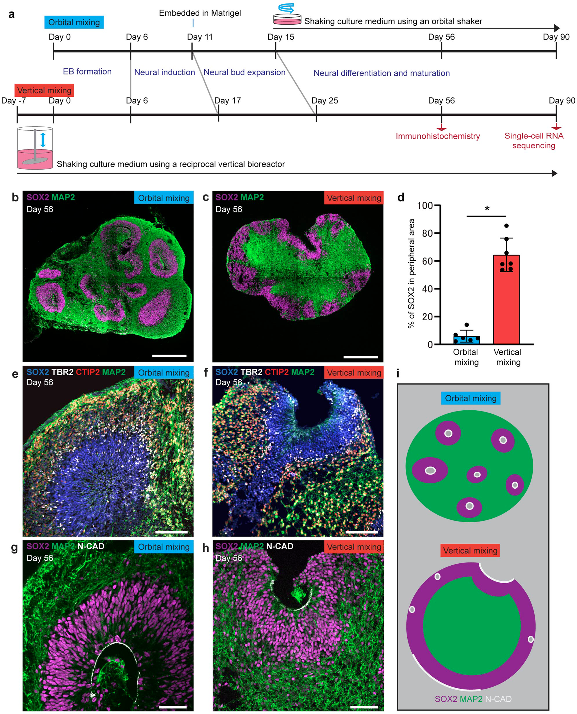 Brain-Region-Specific Organoids Using Mini-bioreactors for Modeling ZIKV  Exposure: Cell