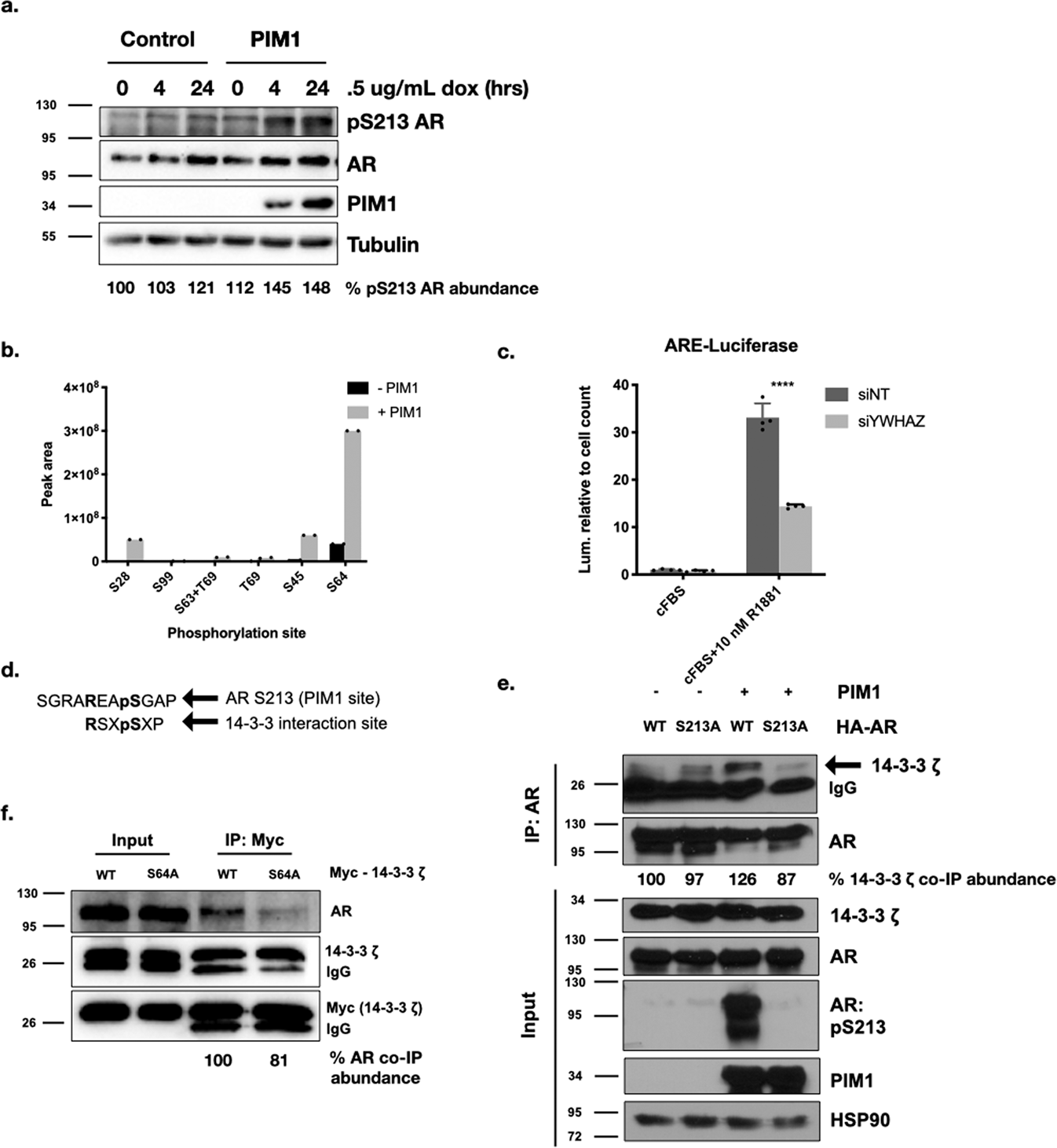 Pim1 Phosphorylation Of The Androgen Receptor And 14 3 3 Z Regulates Gene Transcription In Prostate Cancer Communications Biology