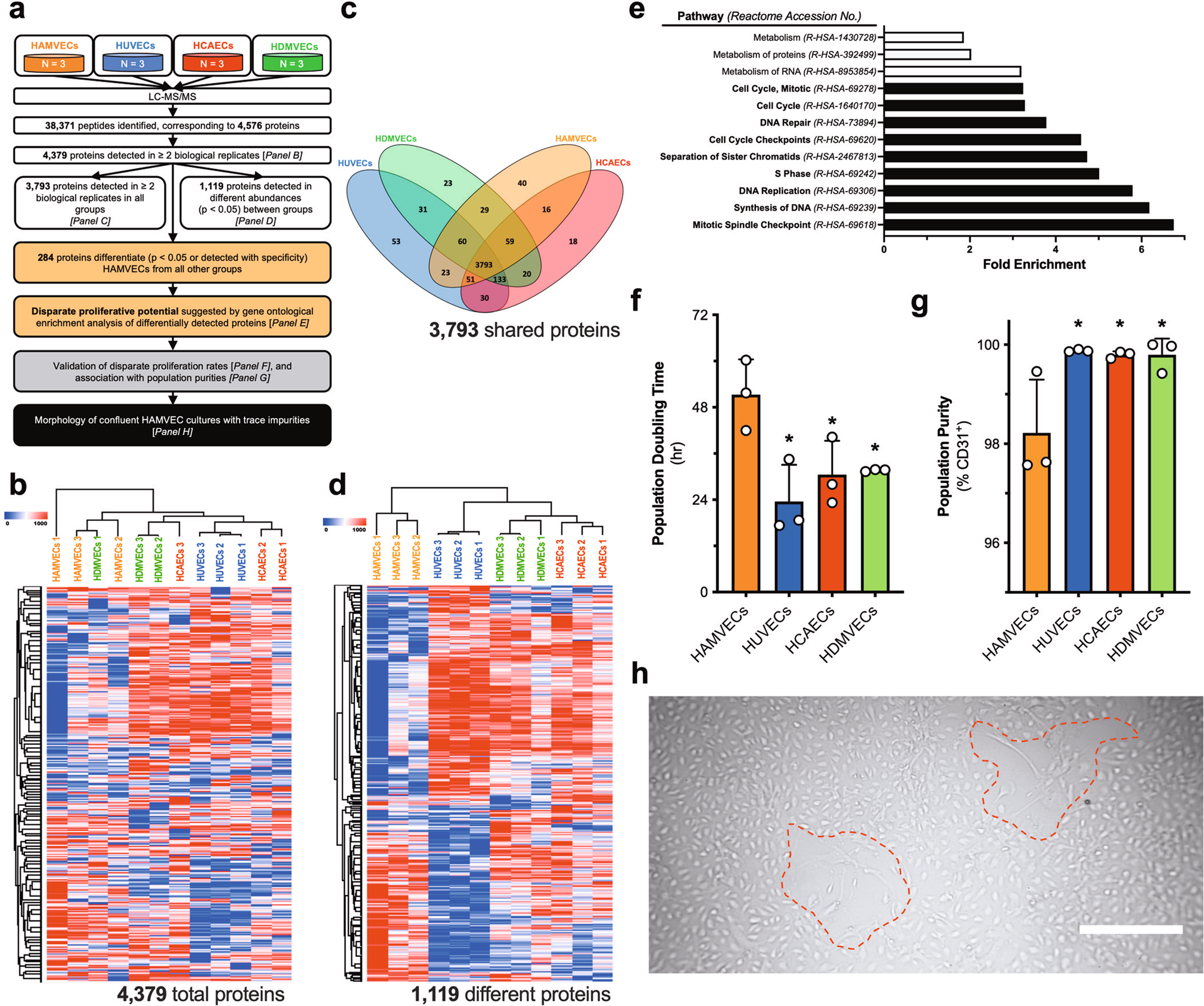 Fig. 4: Proteomic assessment of human adipose tissue-derived microvascular endothelial cells (HAMVECs) suggests that their proliferation is suppressed by adipose tissue-derived stromal/stem cells (ASCs).