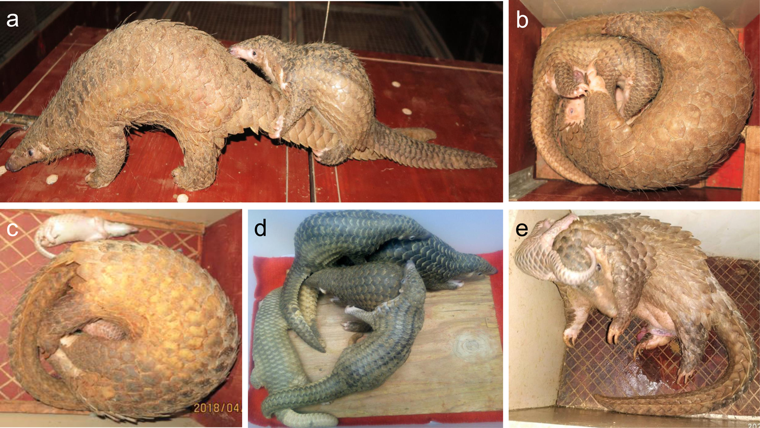 Successful captive breeding of a Malayan pangolin population to the third  filial generation | Communications Biology