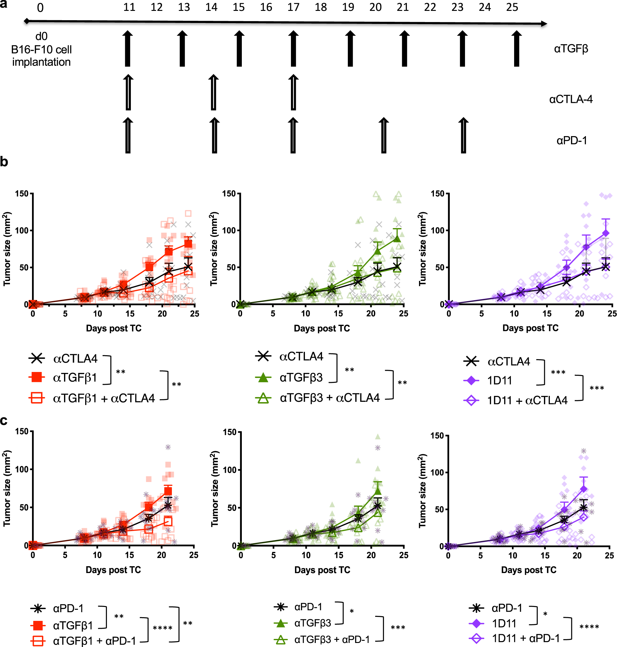 Fig. 6: TGFβ1 inhibition in combination with immune checkpoint blockade delays B16 tumor growth.