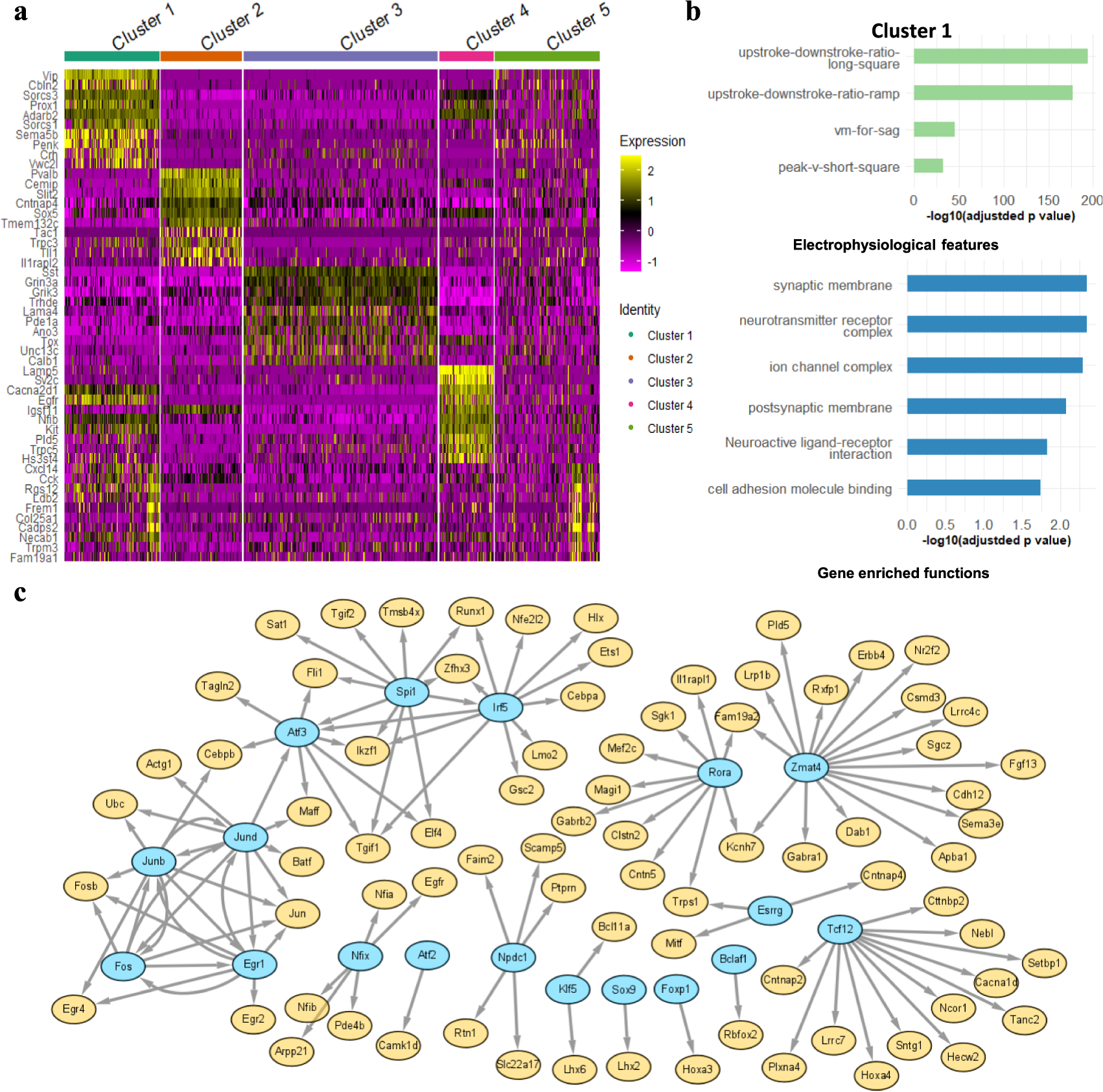 Fig. 4: Differentially expressed genes, enrichments, and gene regulatory networks for cross-modal cell clusters.