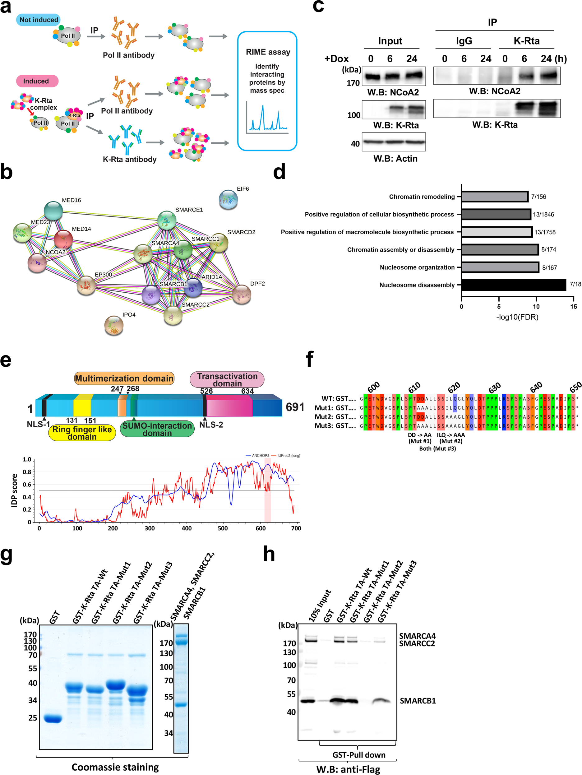 Kshv Transactivator Derived Small Peptide Traps Coactivators To Attenuate Myc And Inhibits Leukemia And Lymphoma Cell Growth Communications Biology