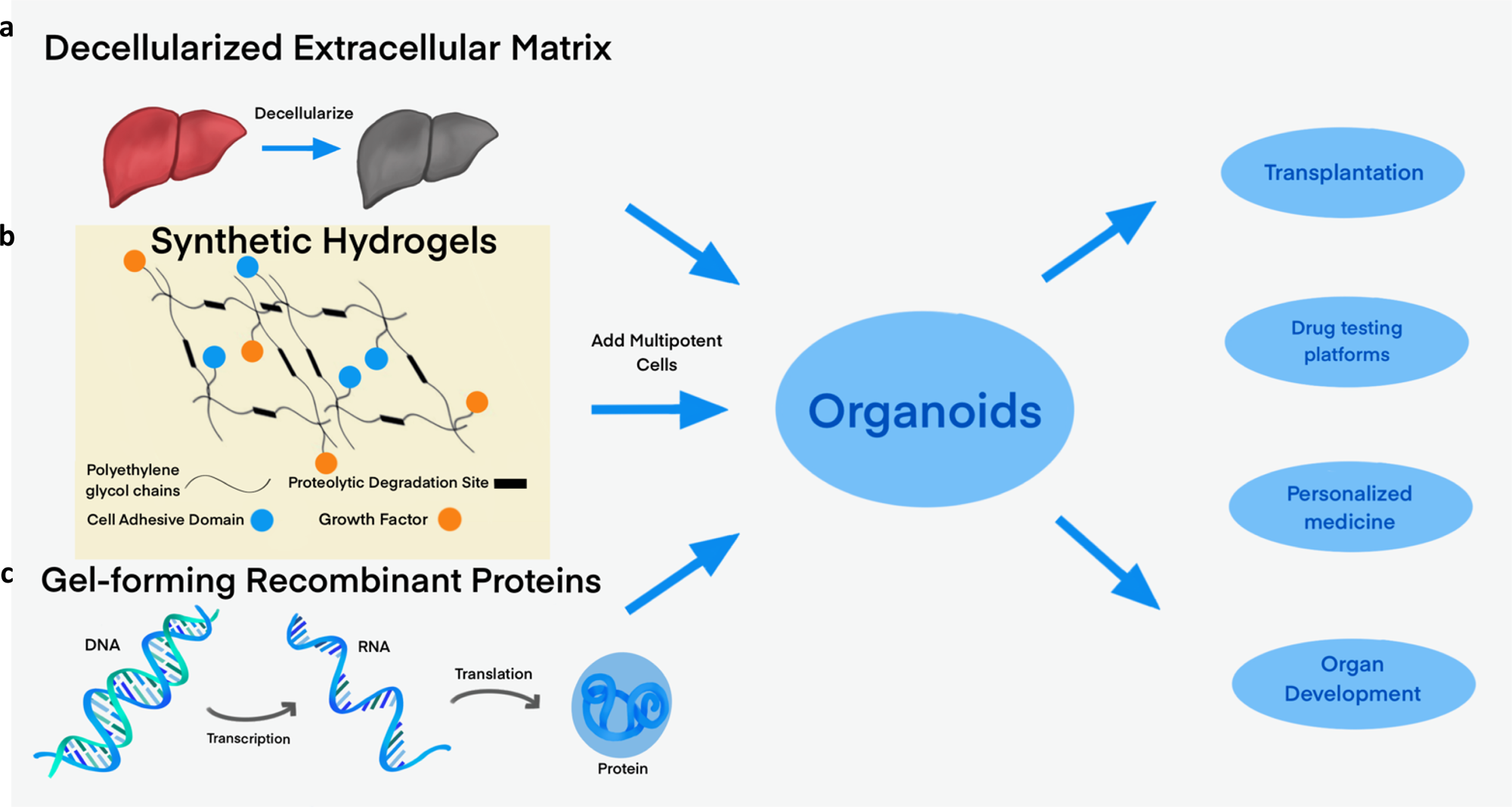Towards organoid culture without Matrigel | Communications Biology