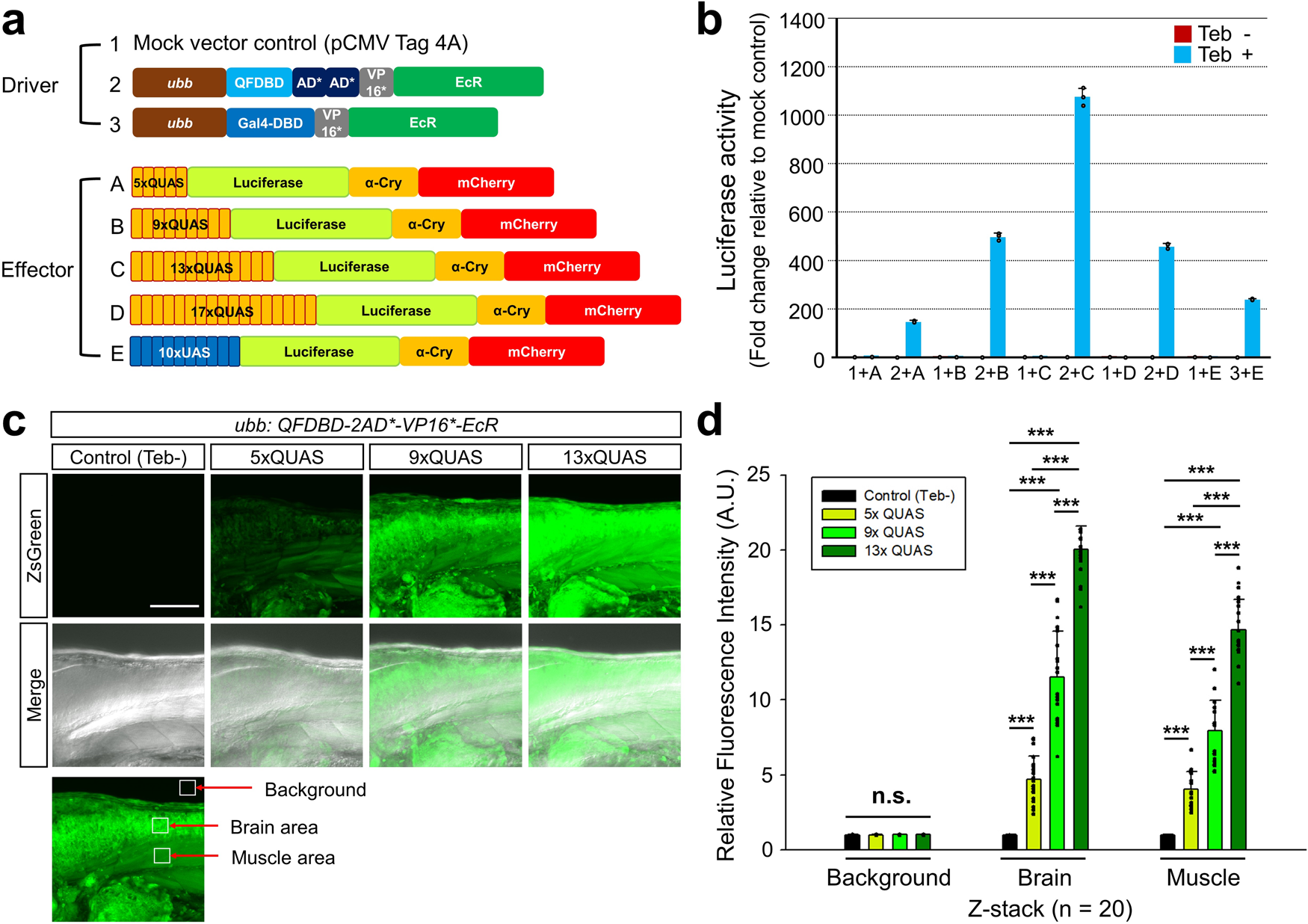 Fig. 4: Optimization of QUAS repeats for stepwise transgene overexpression.