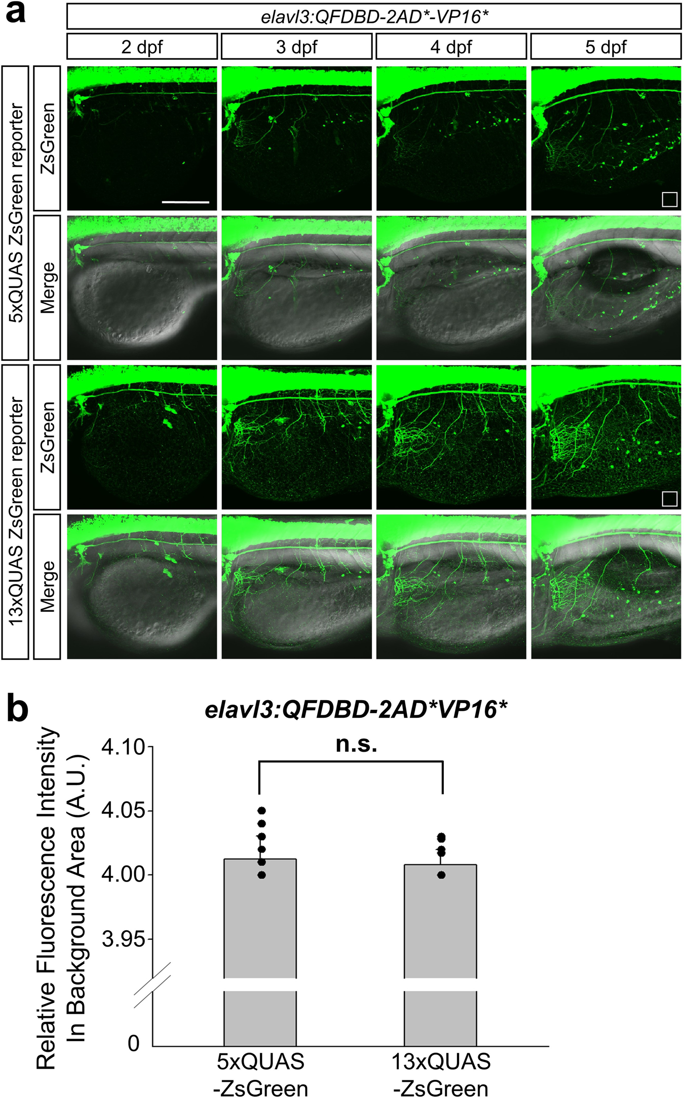 Fig. 6: The intensity of ZsGreen was gradually mounting on the sensory neurons in EYL across embryonic growth.