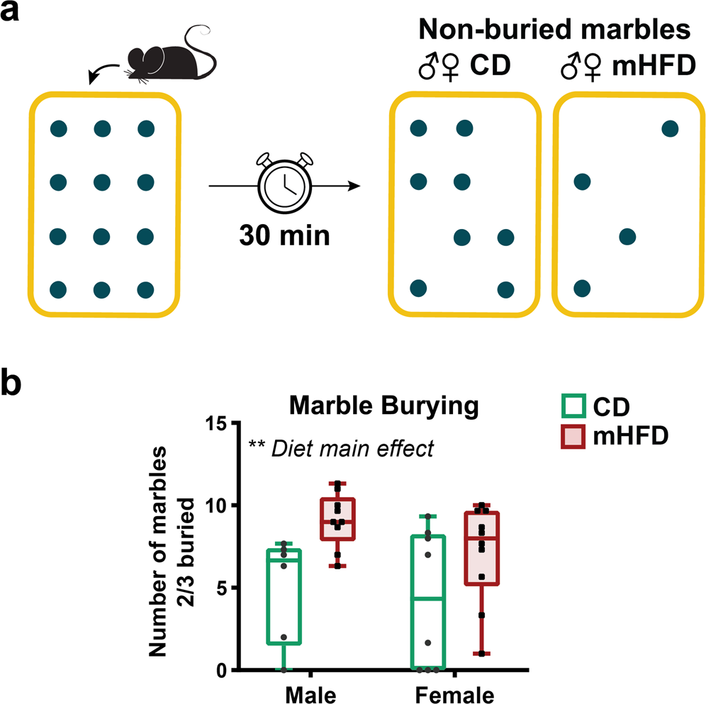 Fig. 5: mHFD promotes an increase of stereotypic and repetitive behaviours in the marble burying task of adult offspring.
