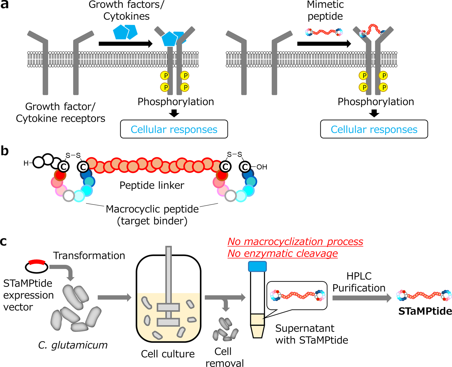 Single-chain tandem macrocyclic peptides as a scaffold for growth 