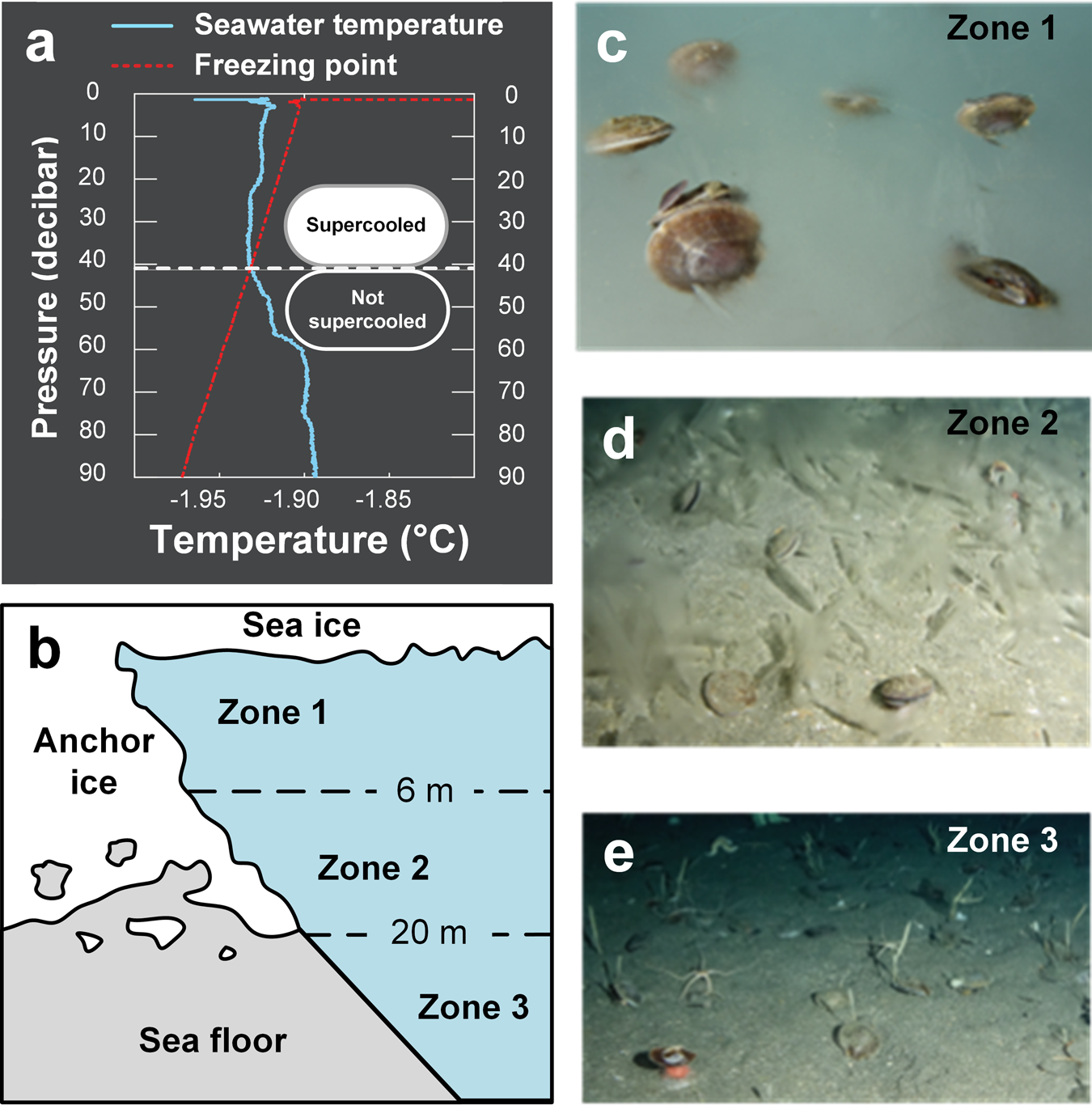 Cryofouling avoidance in the Antarctic scallop Adamussium colbecki |  Communications Biology