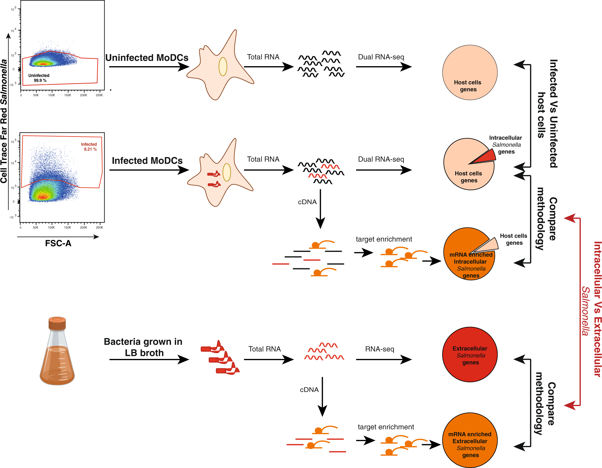 RNA sequencing reveals dendritic cell reprogramming in to typhoidal Salmonella invasion | Communications Biology