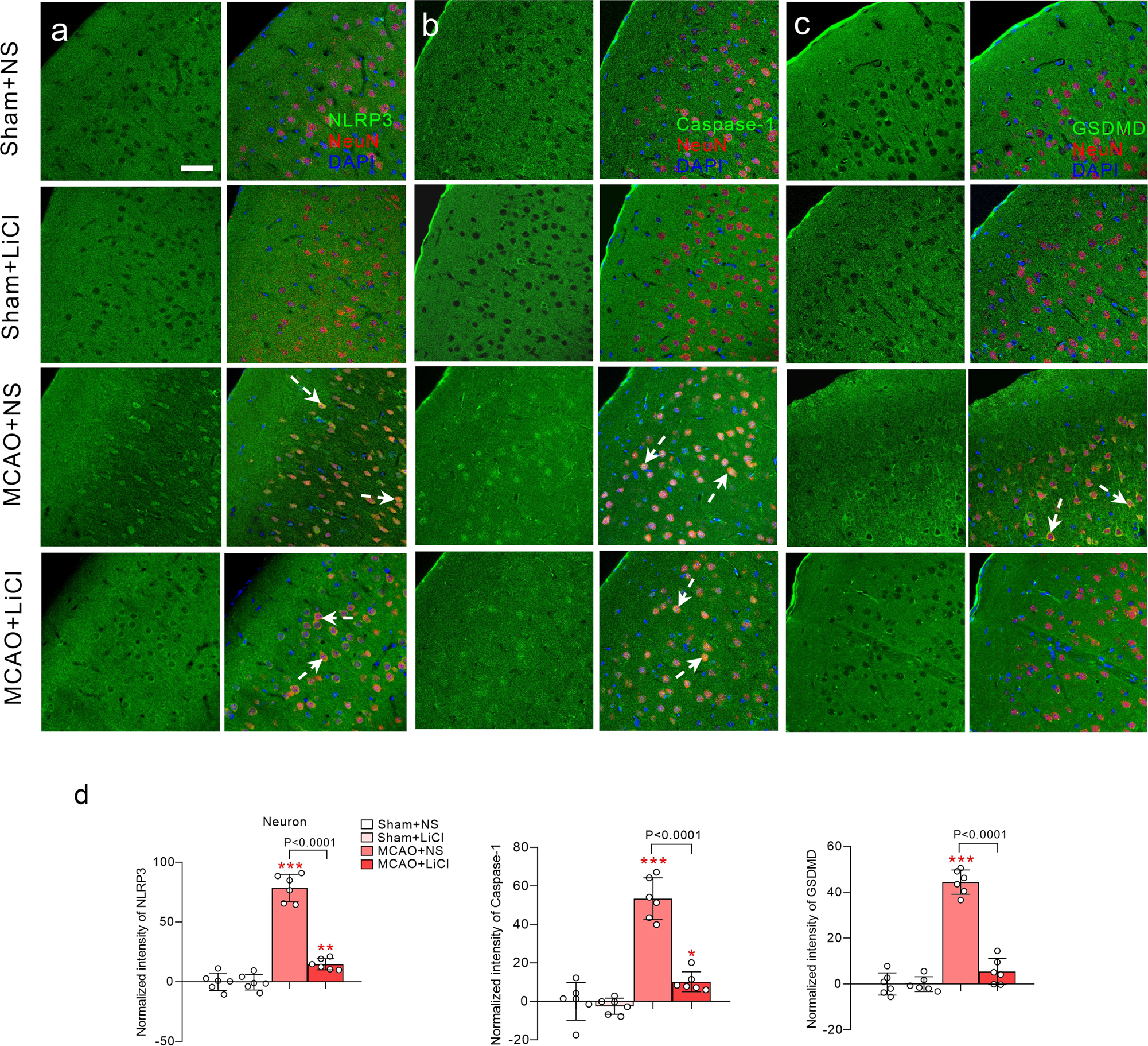 Fig. 1: LiCl suppresses neuronal activation of NLRP3 inflammasome and the pyroptosis related GSDMD induced by MCAO.