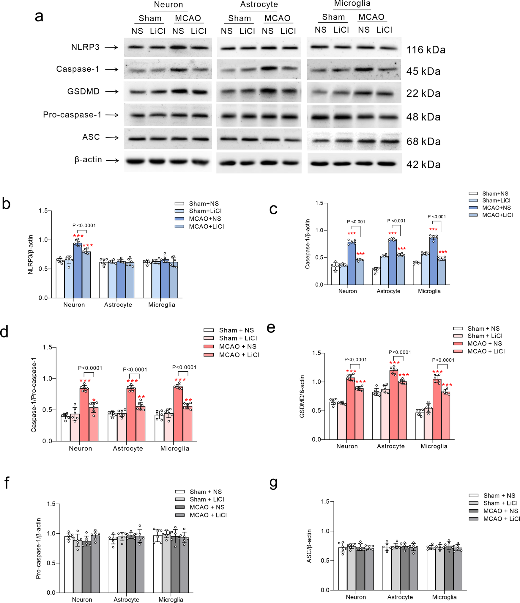 Fig. 2: Li+ suppresses expressions of NLRP3 and GSDMD induced by ischaemia-reperfusion.