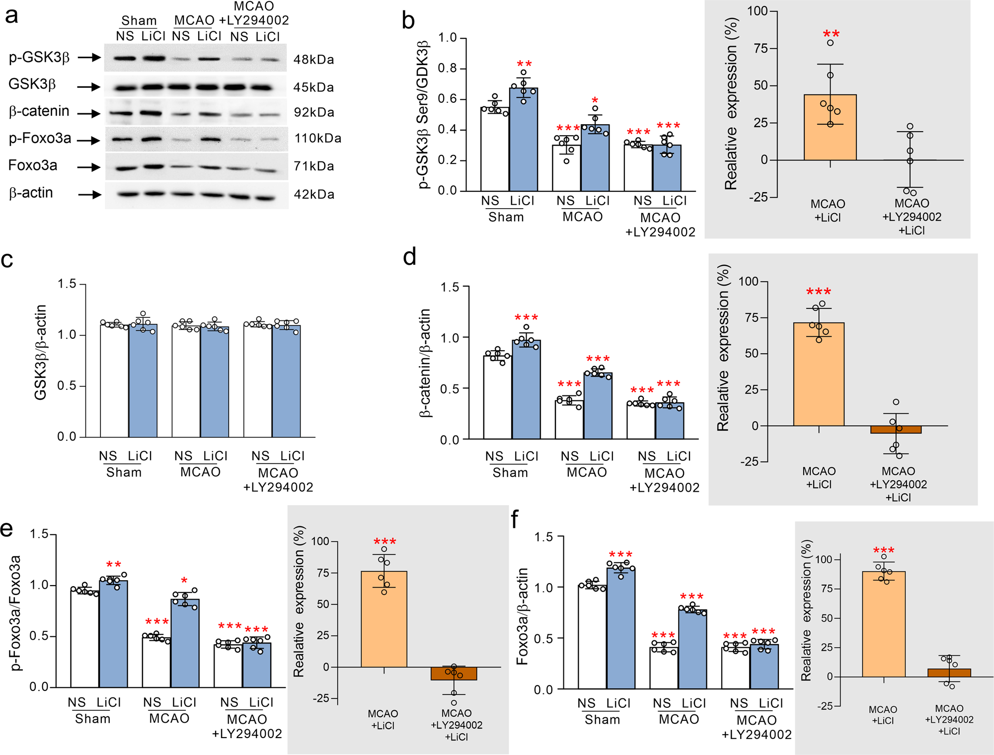 Fig. 3: The regulations of Li+ in the cytoplasmic levels of GSK3β, β-catenin and FoxO3a by stimulating AKT following ischaemia-reperfusion.