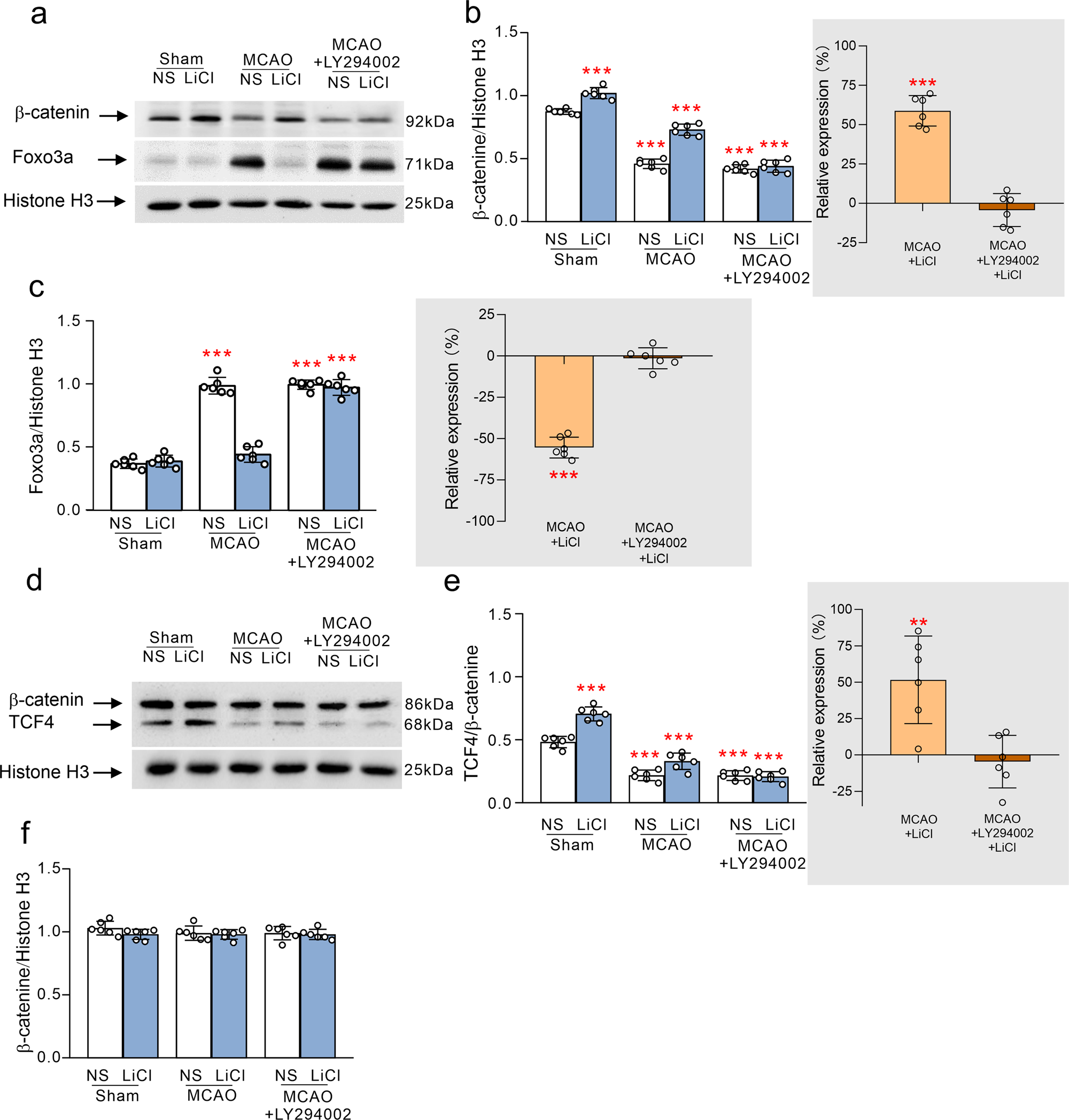 Fig. 4: The effects of Li+ in the nuclear levels of β-catenin, FoxO3a and TCF4 by stimulating AKT following ischaemia-reperfusion.