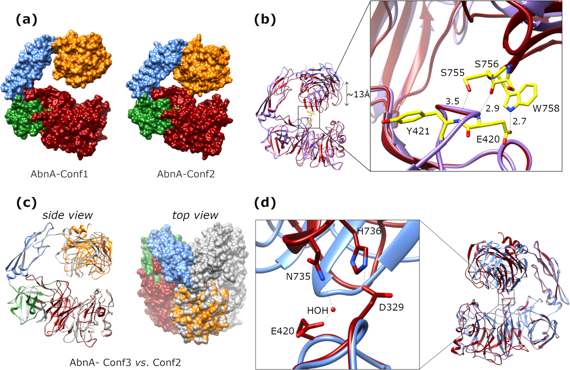 Fig. 2: The three crystal conformations determined for AbnA.