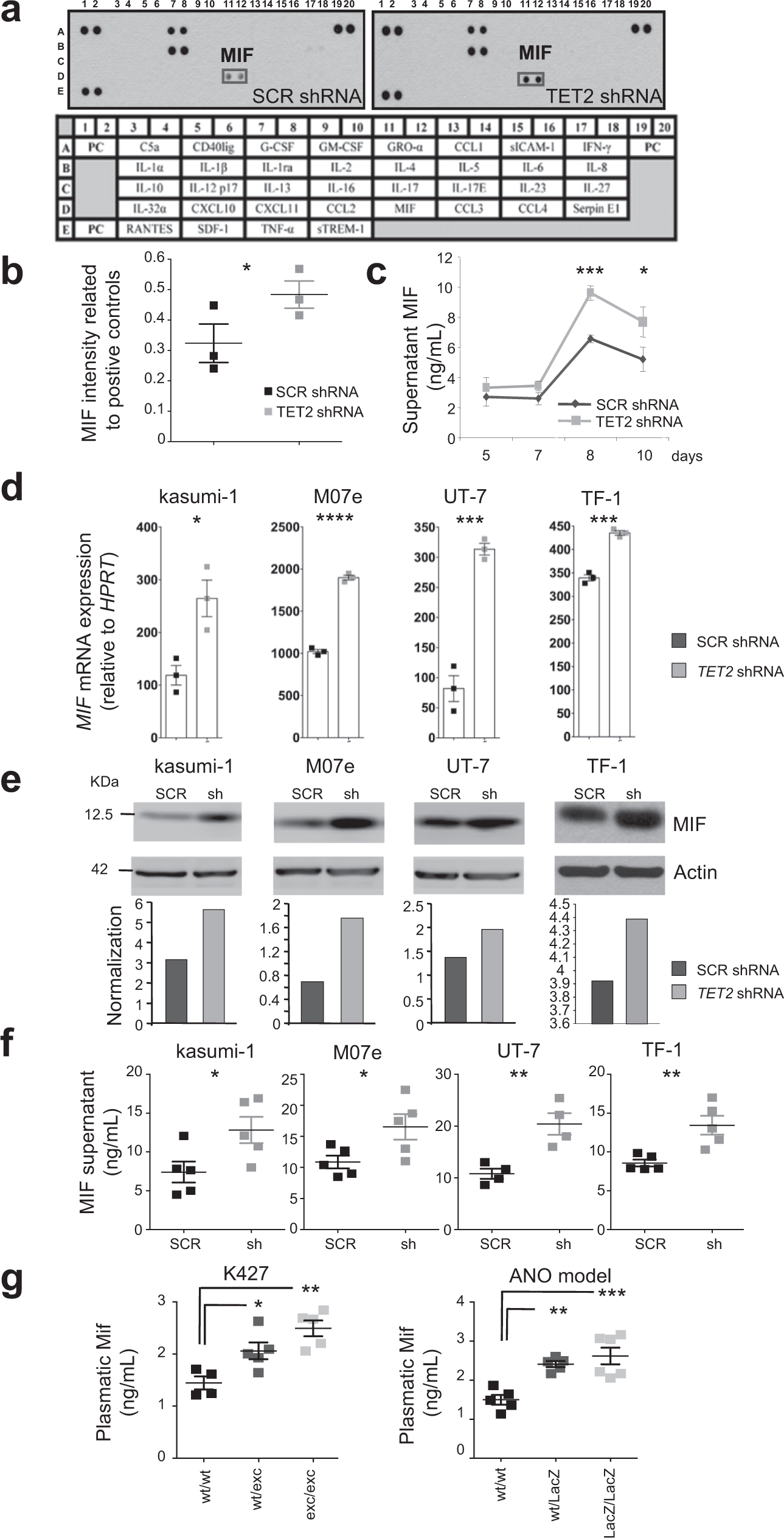 Macrophage migration inhibitory factor is overproduced through EGR1 in  TET2low resting monocytes | Communications Biology