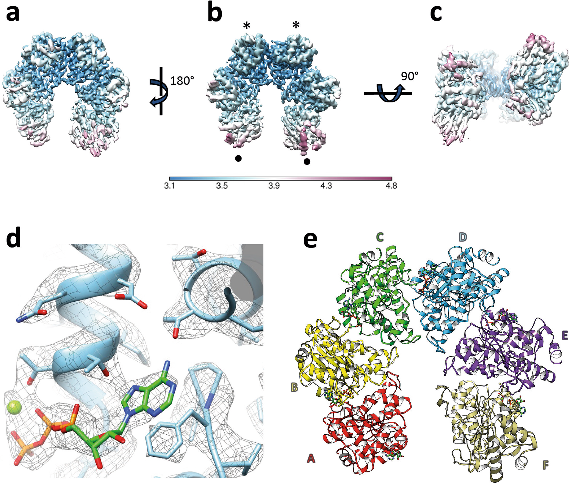 Fig. 1: Single-particle cryo-EM structure of the M. tuberculosis Rho complex.