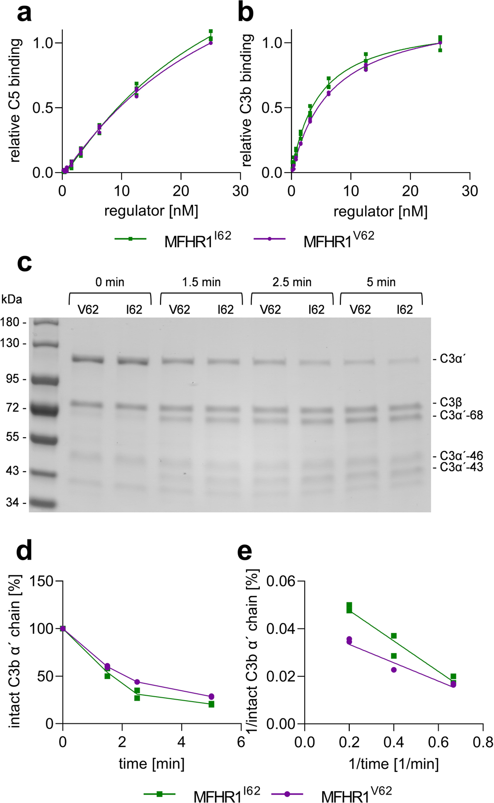 Fig. 2: MFHR1I62 displays better C3b binding and cofactor activity than MFHR1V62.