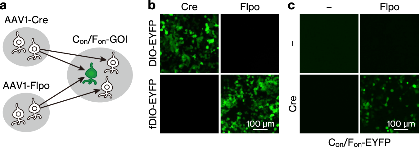 Intersectional Anterograde Transsynaptic Targeting Of Neurons Receiving Monosynaptic Inputs From Two Upstream Regions Communications Biology