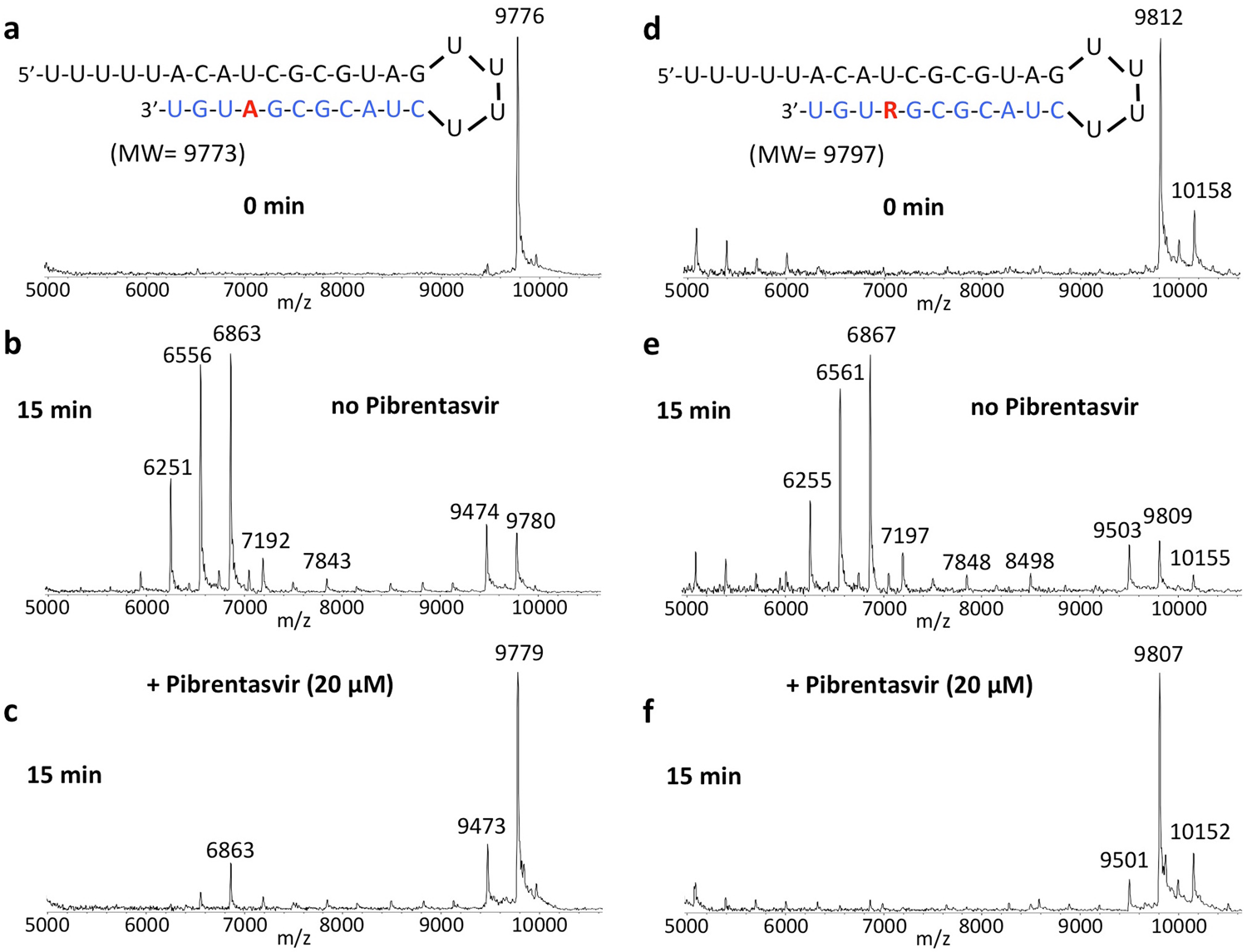 Fig. 5: Inhibition of SARS-CoV-2 exonuclease activity by Pibrentasvir for natural RNA and RNA with delayed termination by Remdesivir (R).