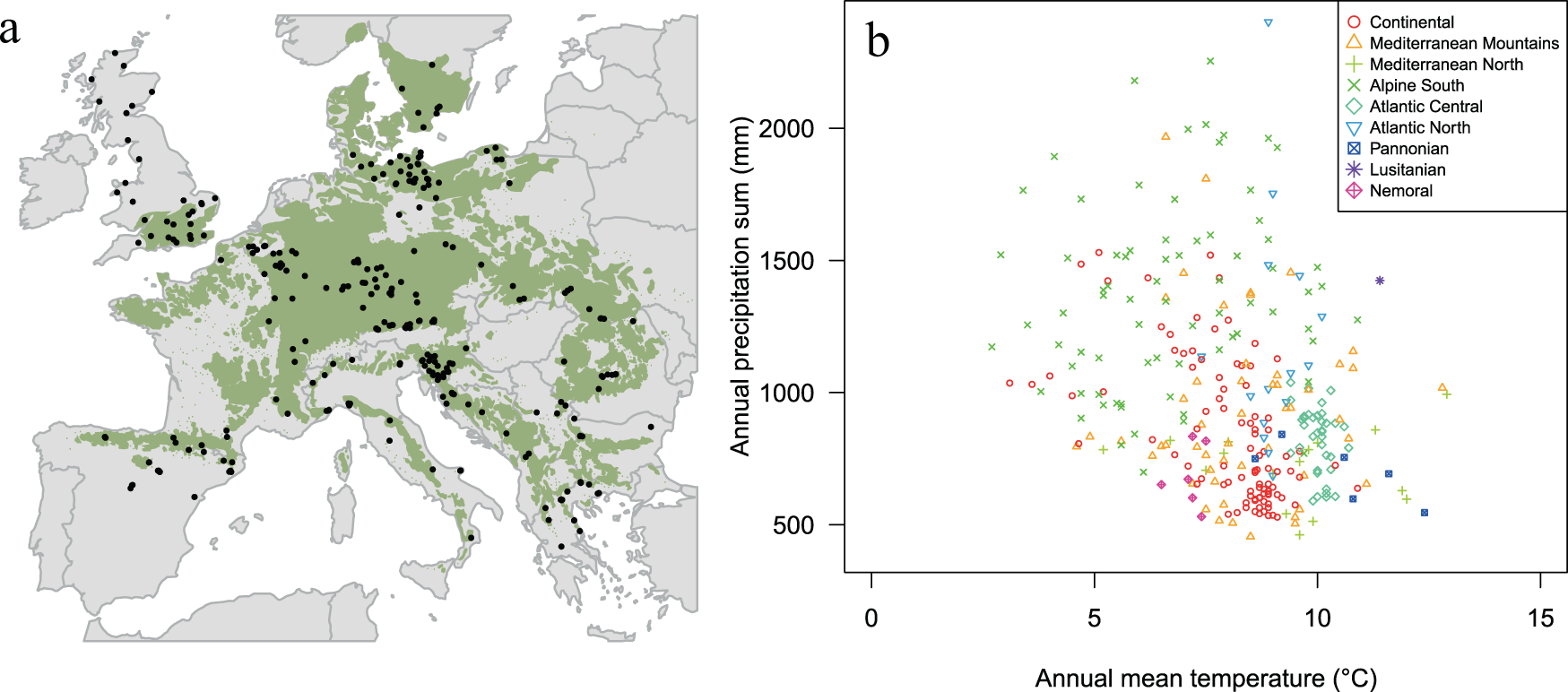 european beech tree growth rate