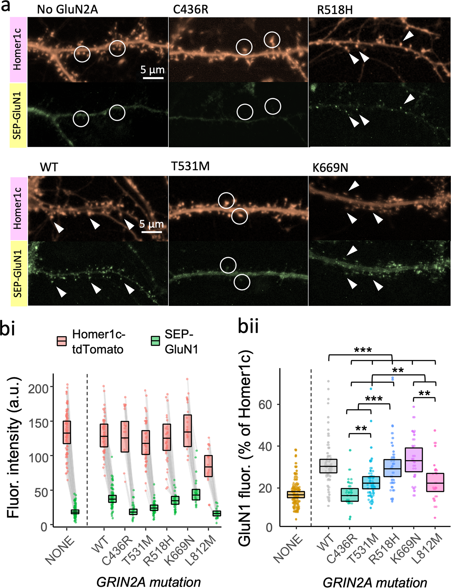 Fig. 3: Loss-of-function GluN2A mutants vary in their ability to deliver NMDA receptors to synapses.
