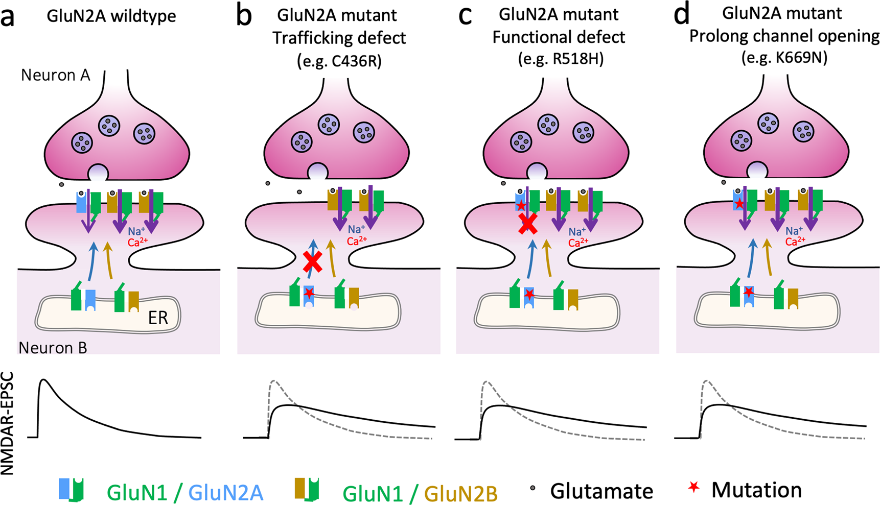 Fig. 7: Model summarising how different molecular defects can converge on similar NMDAR-mediated EPSCs.