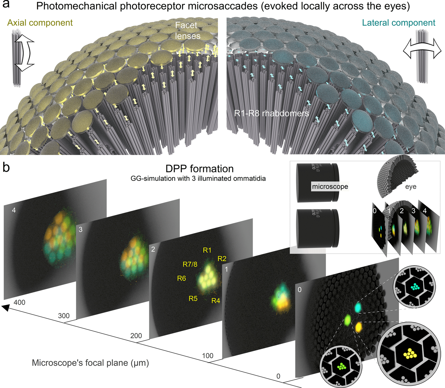 High-speed imaging of light-induced photoreceptor microsaccades in compound  eyes