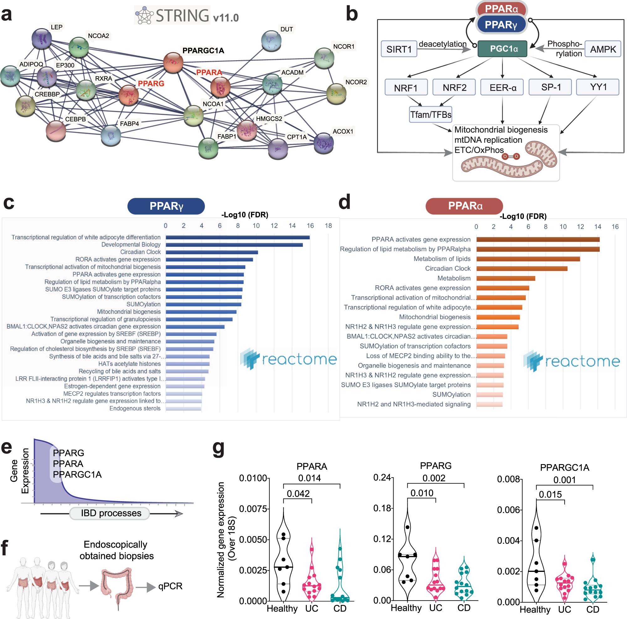 Fig. 3: Rationalization of PPARα and PPARγ as targets in IBD.