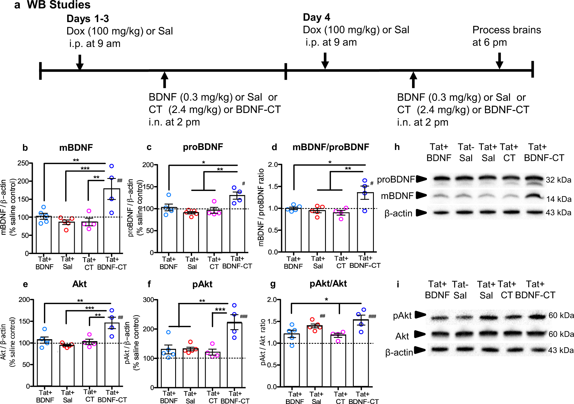 Fig. 3: CT are required for BDNF delivery to the hippocampus and increased Akt expression and signaling.