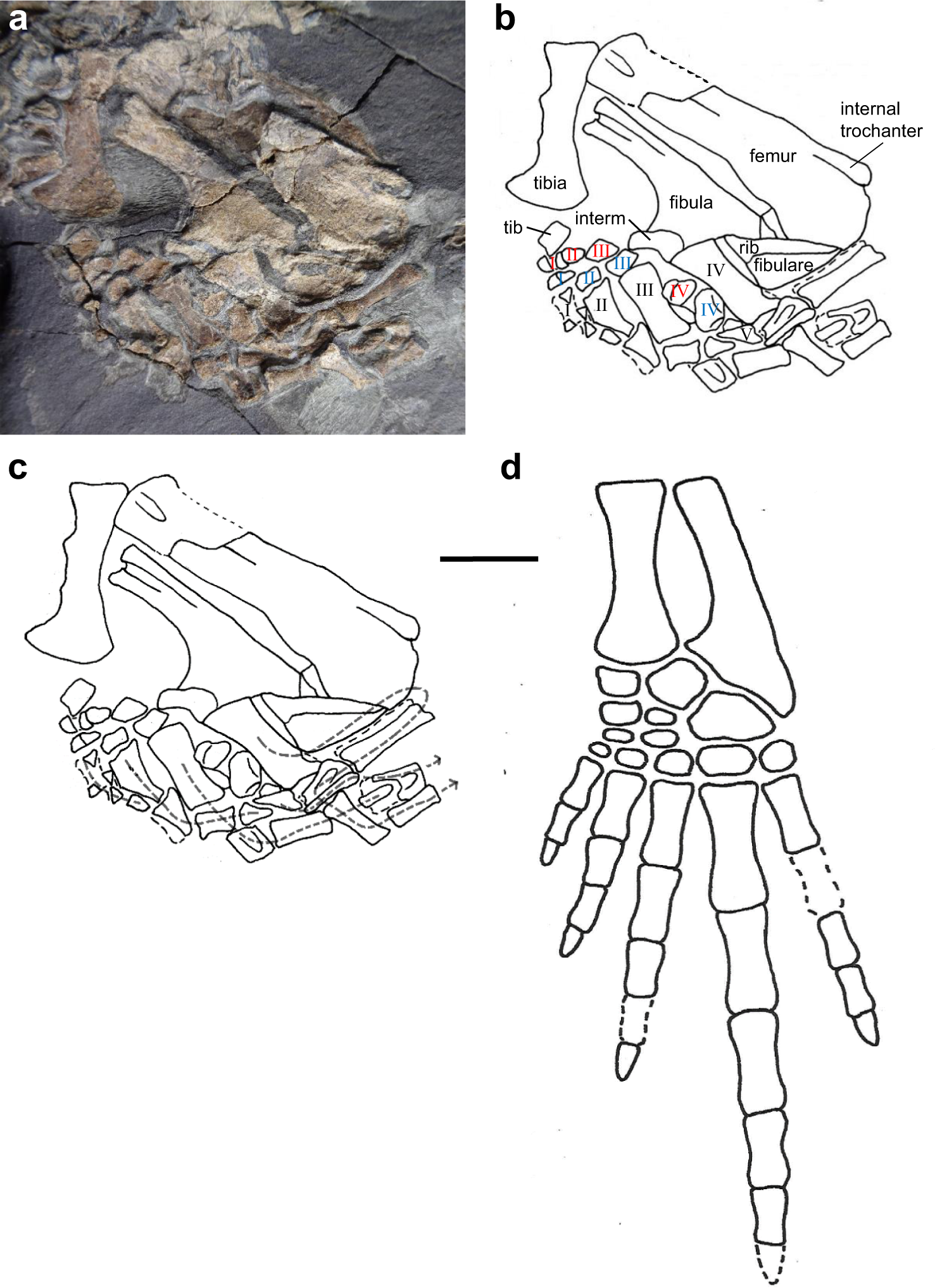 Fig. 2: Termonerpeton makrydactylus gen. et sp. nov. left hindlimb of UMZC 2019.1.