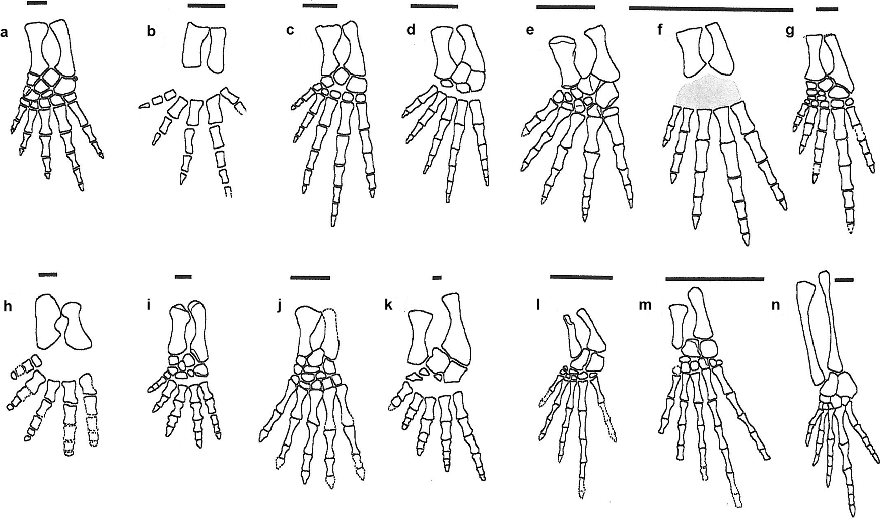 Fig. 4: Comparison of the left tibia, fibula, tarsus, and digits of early tetrapods.