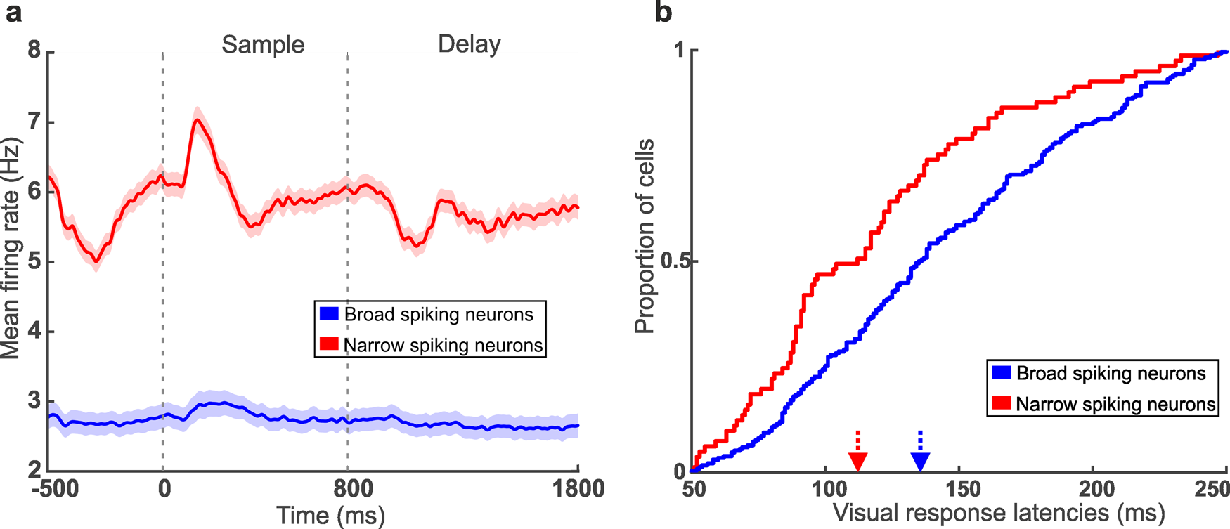 Fig. 3: Basic physiological differences of NS and BS.