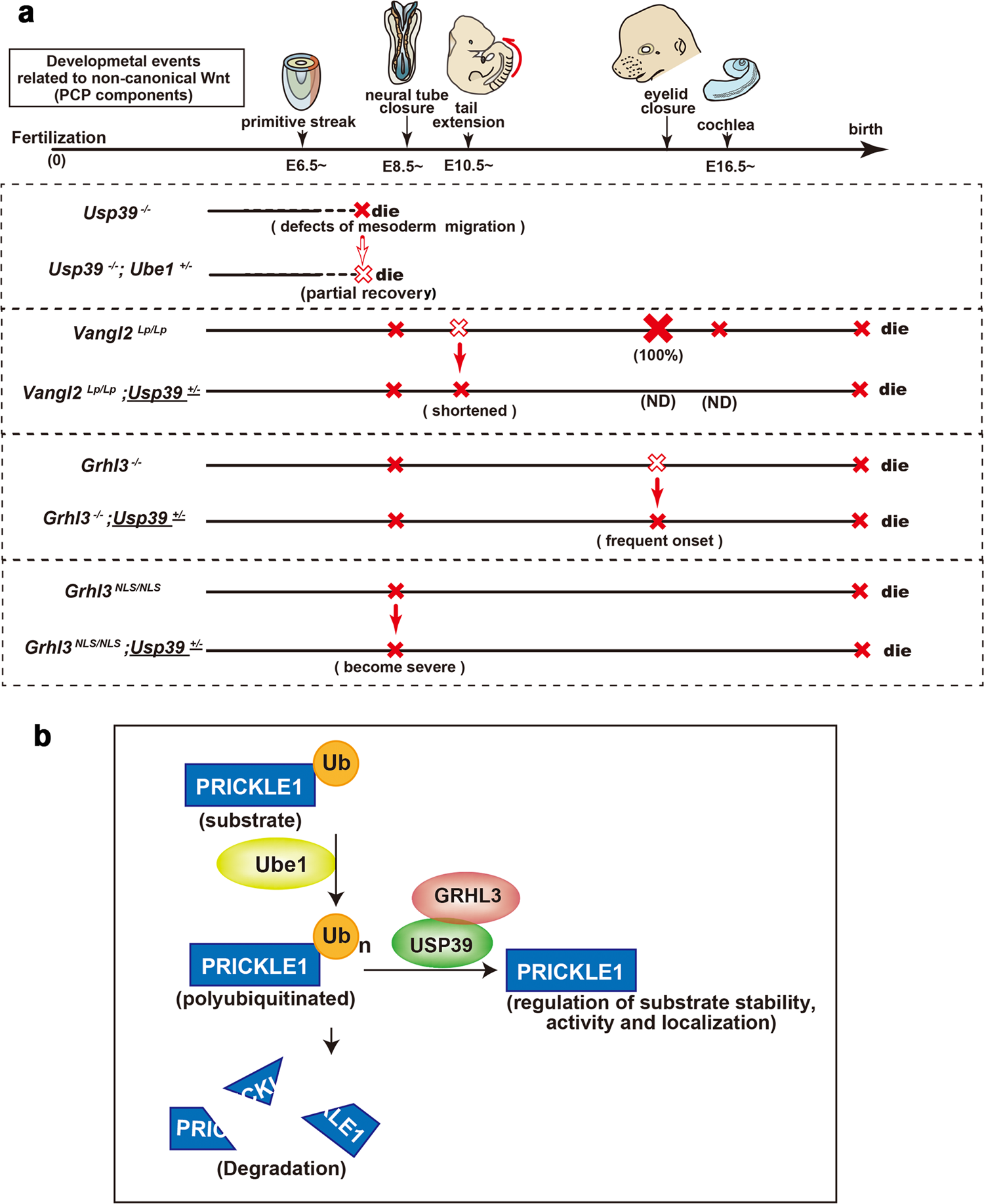 Fig. 10: Compound mutant phenotypes of Vangl2, Grhl3, Usp39, and Ube1 genes during mouse development and schematic model of USP39/GRHL3 complex in the de-ubiquitination pathway.