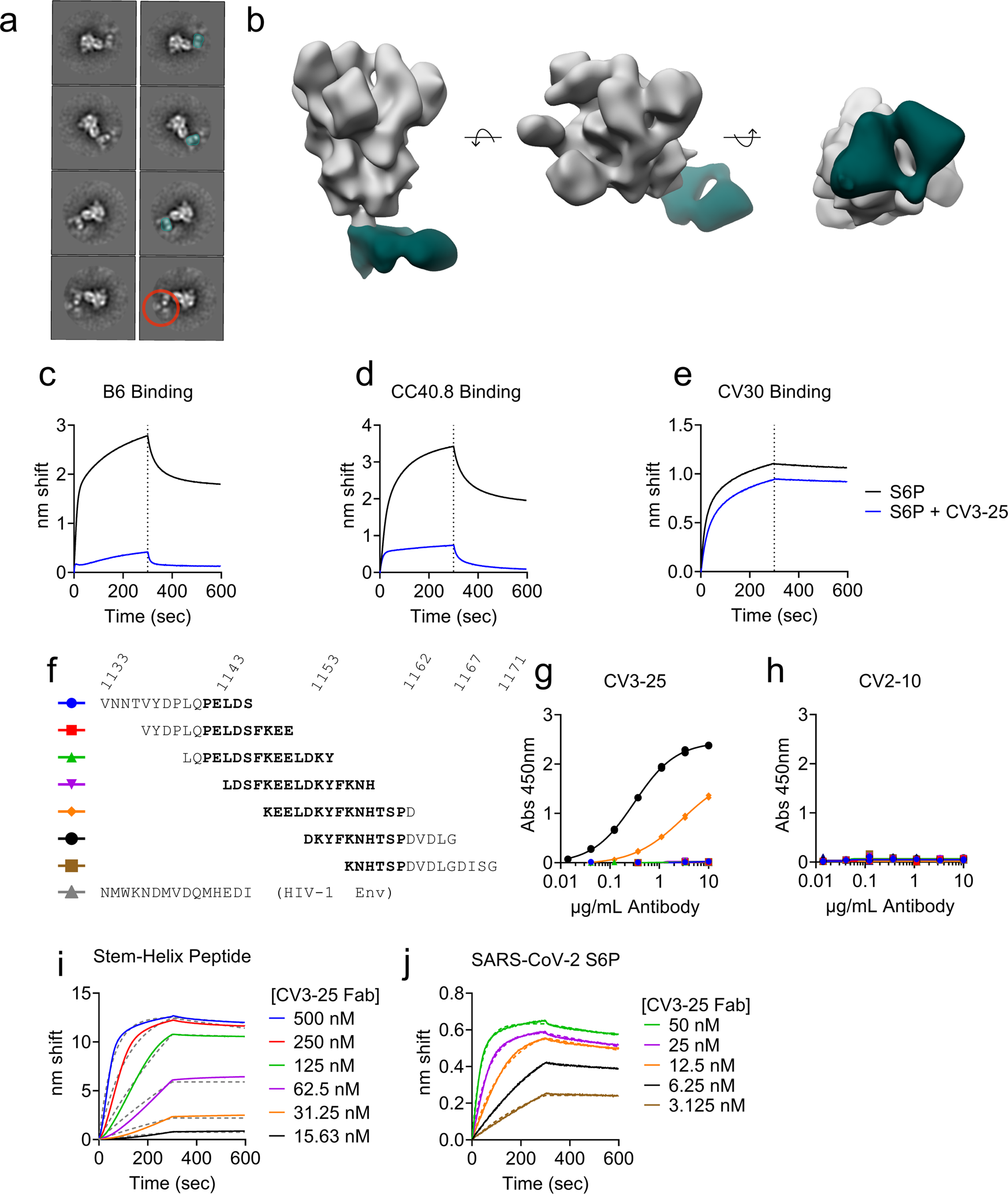 Fig. 2: CV3-25 binds to a linear peptide encompassing the C-terminus of the stem helix.
