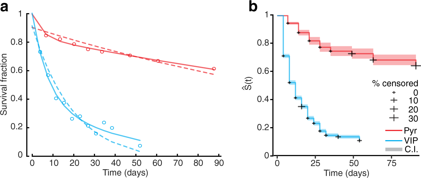 Fig. 4: Comparison of VIP spine dynamics with L2/3 pyramidal spine dynamics.