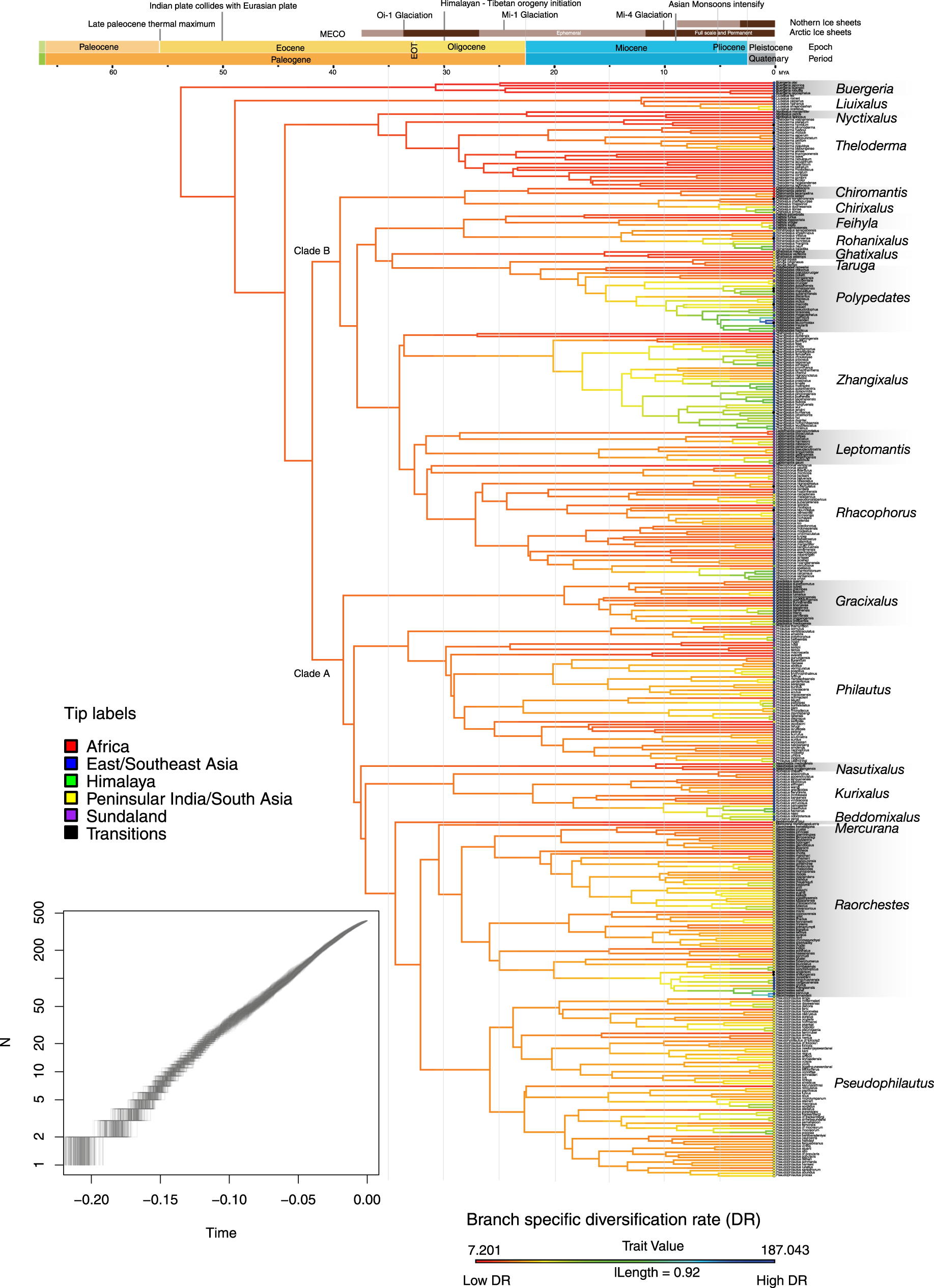 Diversity of the strongly rheophilous tadpoles of Malagasy tree