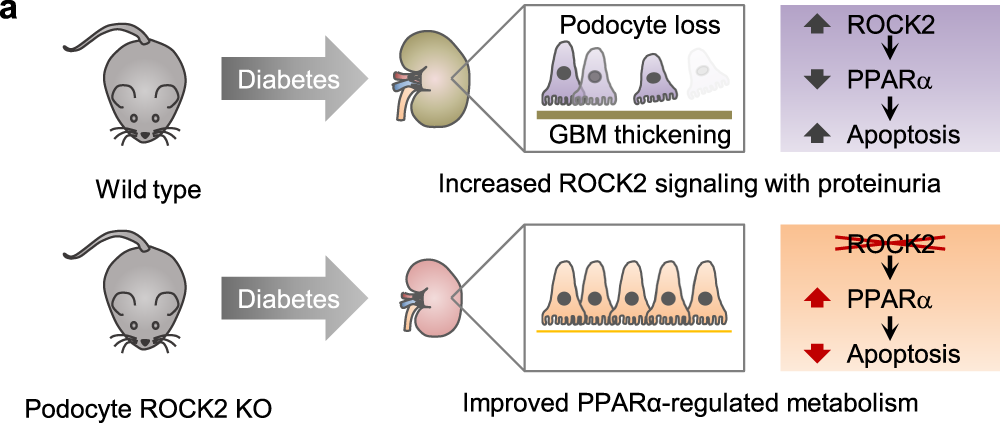 Fig. 6: ROCK2 inhibition attenuates diabetic podocytopathy through targeting PPARα.