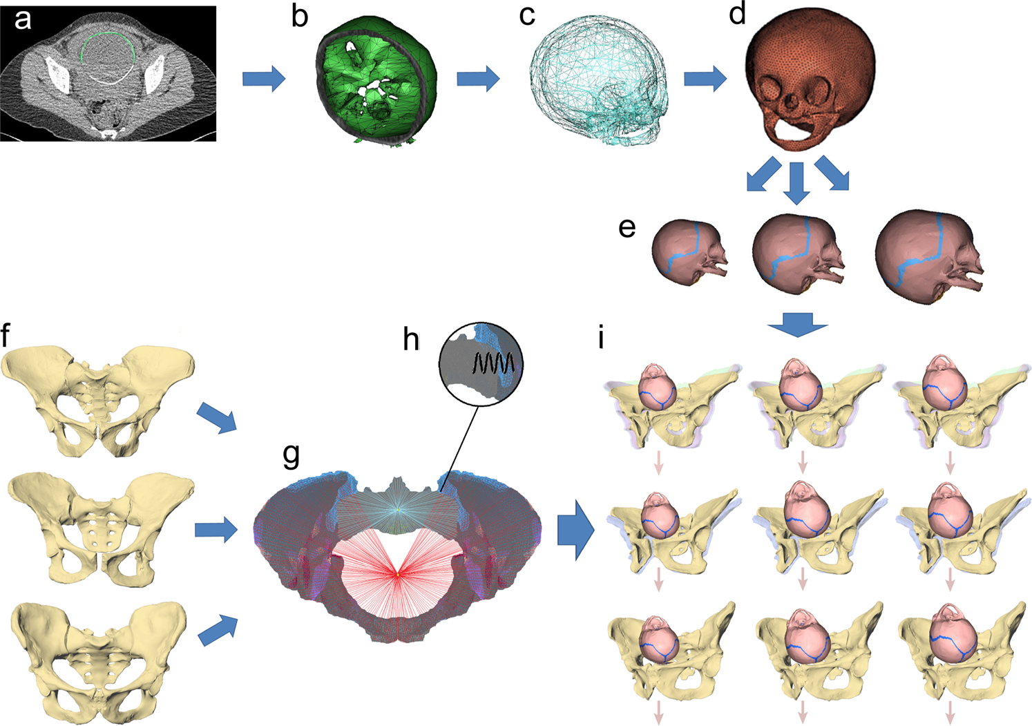 Dynamic finite-element simulations reveal early origin of complex human birth pattern Communications Biology photo picture