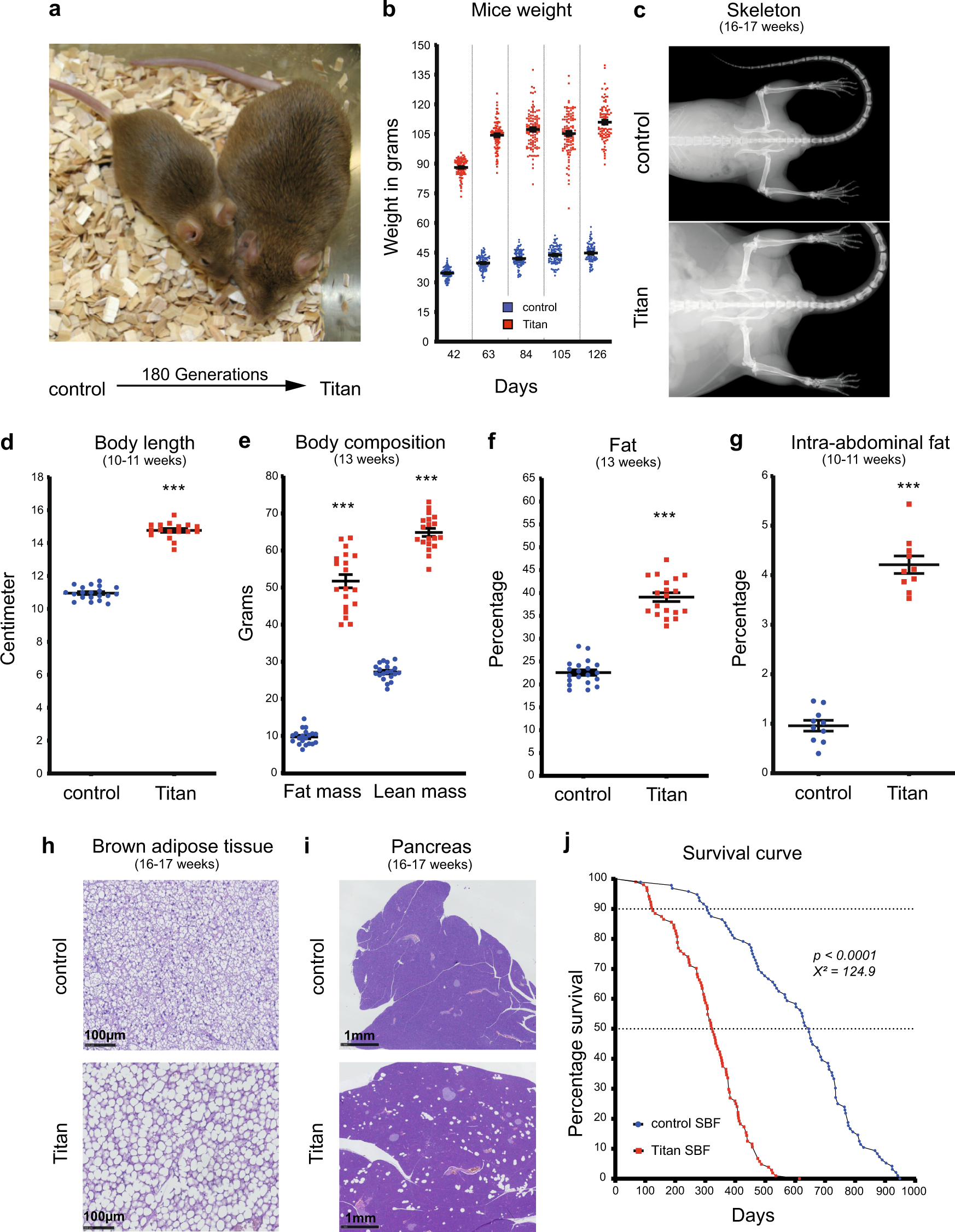 Dietary intervention improves health metrics and life expectancy of the  genetically obese Titan mouse | Communications Biology